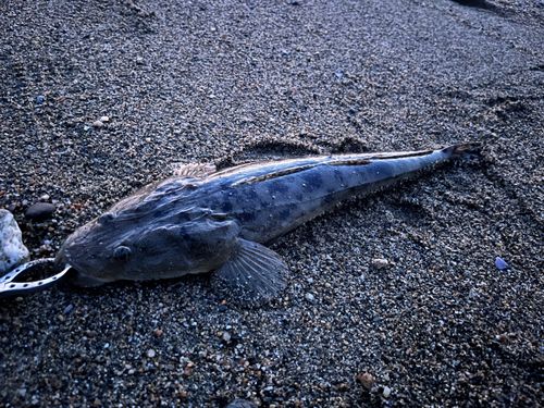 マゴチの釣果