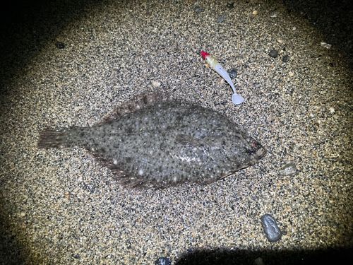 カレイの釣果