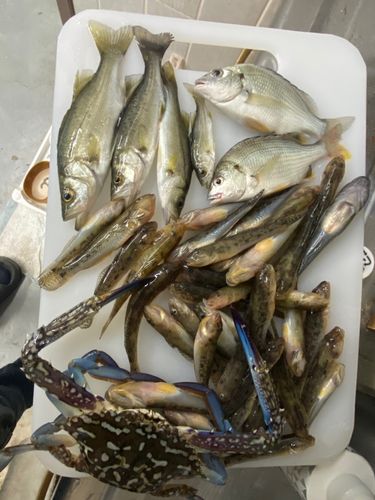 アカハゼの釣果