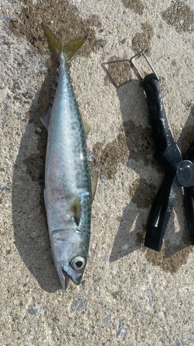 サバの釣果