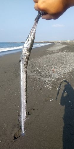 ダツの釣果