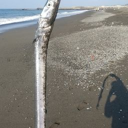 ダツ