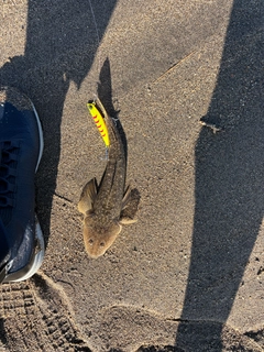 マゴチの釣果