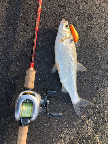 ニゴイの釣果