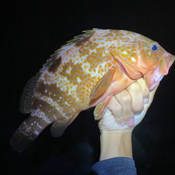 アコウ