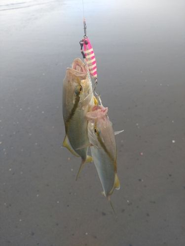 ショゴの釣果