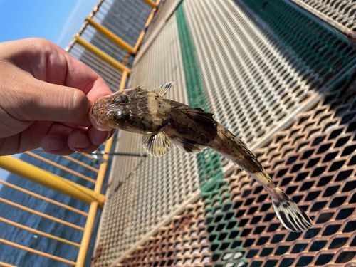 ワニゴチの釣果