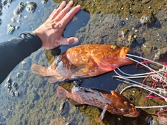 キジハタの釣果