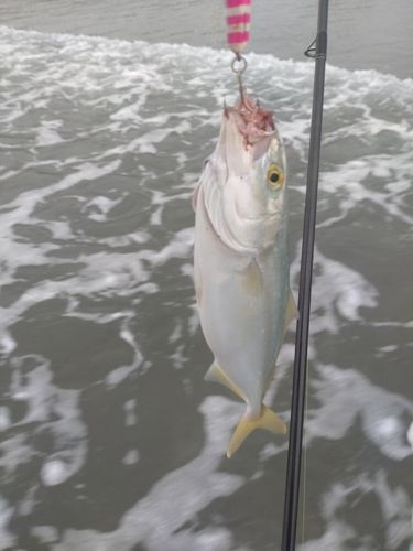 ワカシの釣果