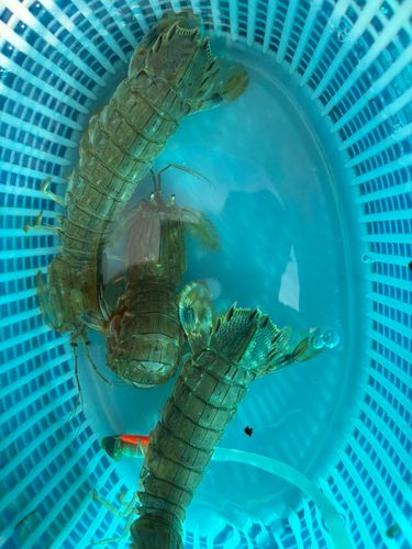 シャコの釣果