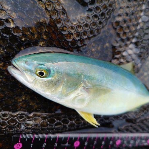 ツバイソの釣果