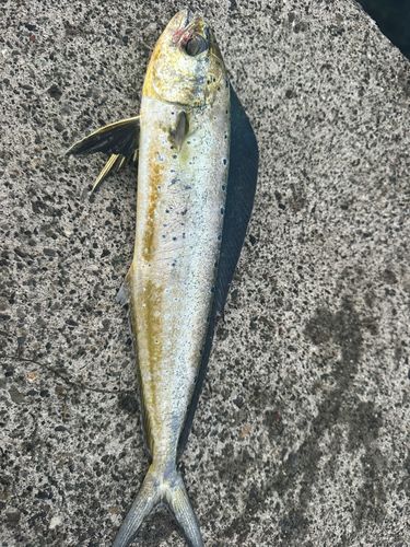 シイラの釣果