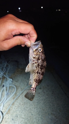 ソイの釣果