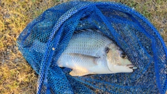 キビレの釣果