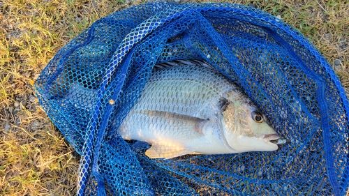 キビレの釣果