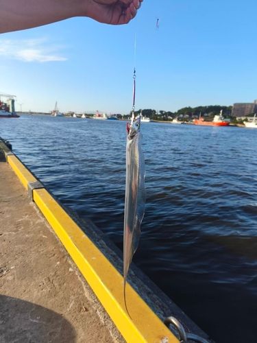 タチウオの釣果