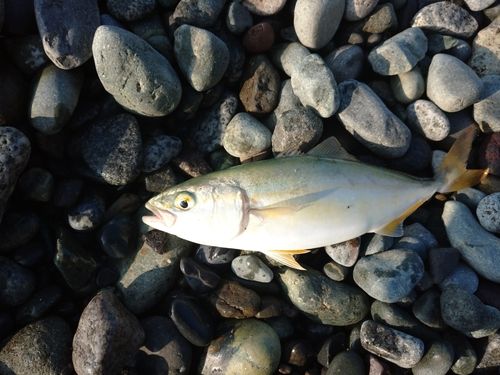 ワカシの釣果