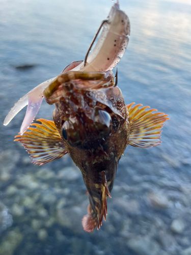 キジハタの釣果