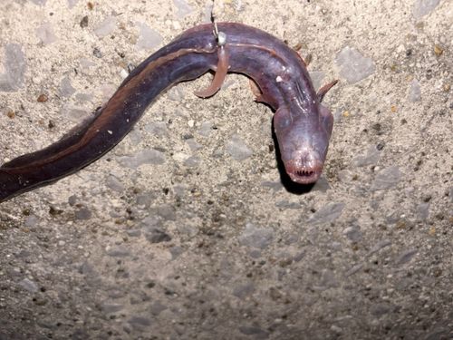 ワラスボ の釣果