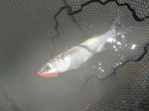 ボラの釣果