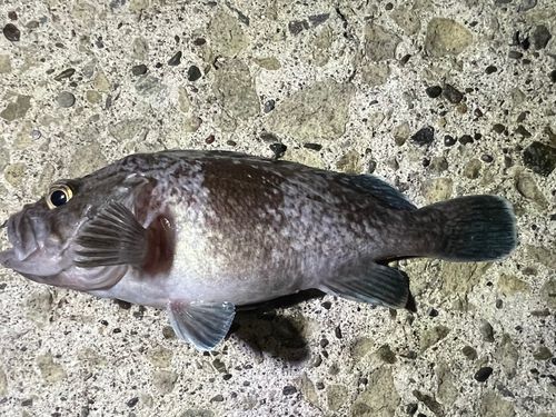 クロソイの釣果