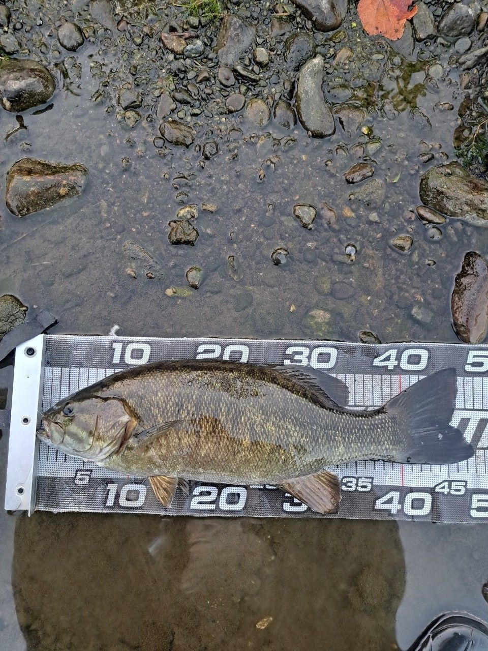 スモールマウスバス