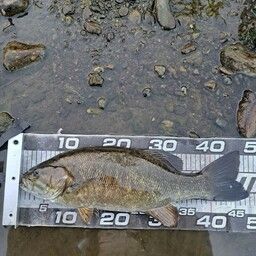 スモールマウスバス