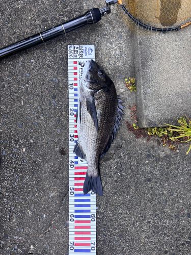 チヌの釣果