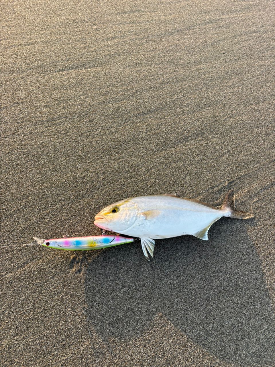 ショゴ