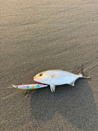 ショゴの釣果