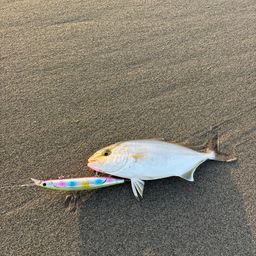 ショゴ