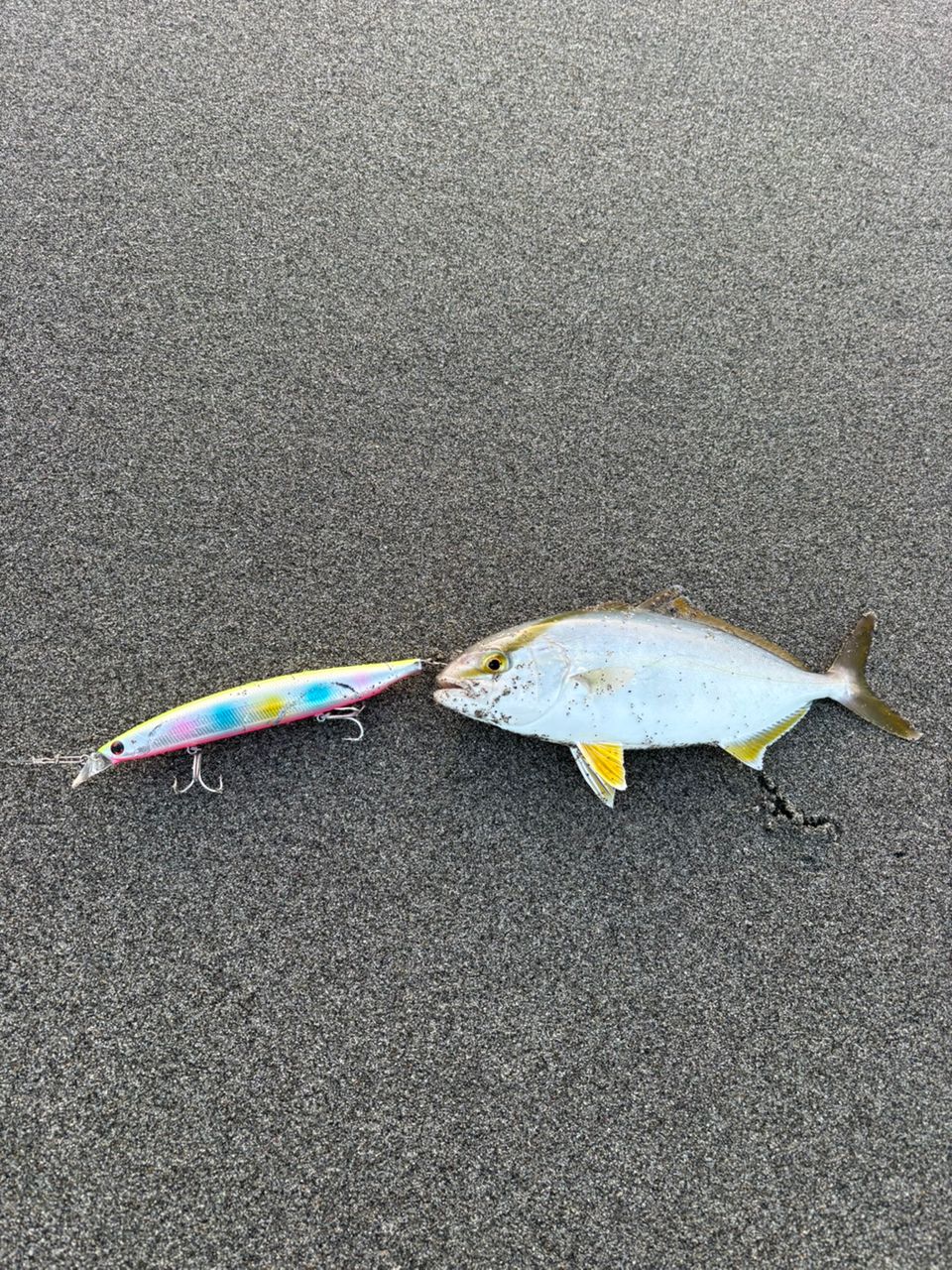 ショゴ