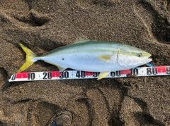ブリの釣果