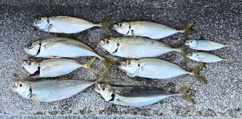 アジの釣果