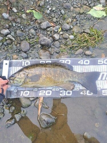 スモールマウスバスの釣果