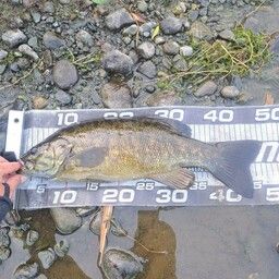 スモールマウスバス