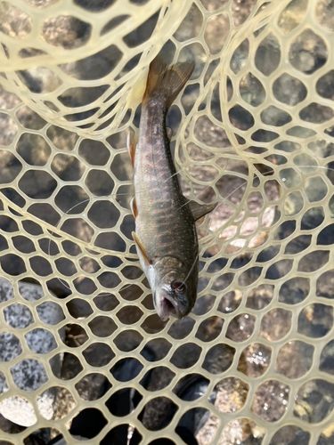 オショロコマの釣果