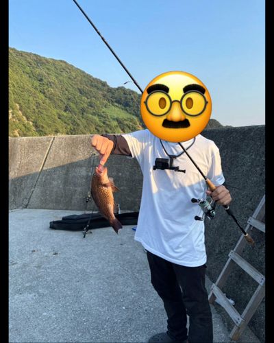 オオモンハタの釣果