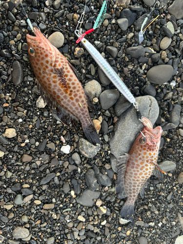 オオモンハタの釣果