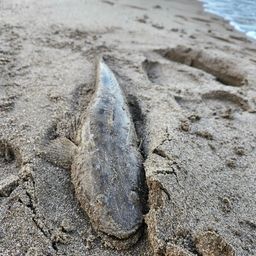 マゴチ