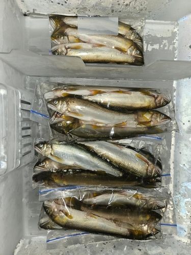 アユの釣果