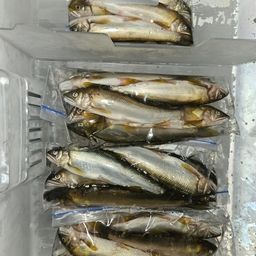 アユ