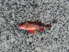 カサゴの釣果