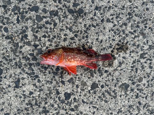 カサゴの釣果