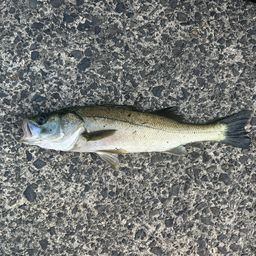 ハネ（マルスズキ）