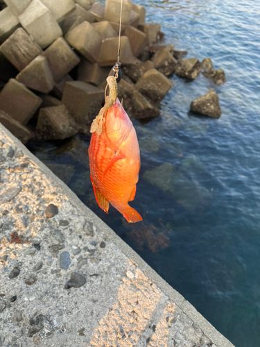 ベラの釣果