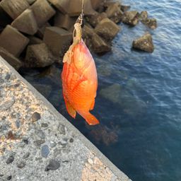 ベラ