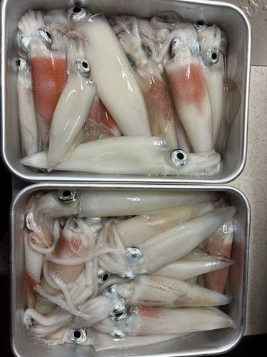 ケンサキイカの釣果