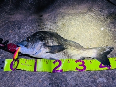 チヌの釣果