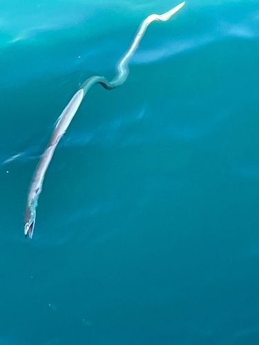 ダイナンウミヘビの釣果